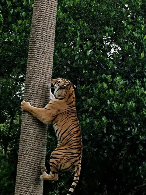 sundarbans-tiger-climbing-tree-royal-tiger
